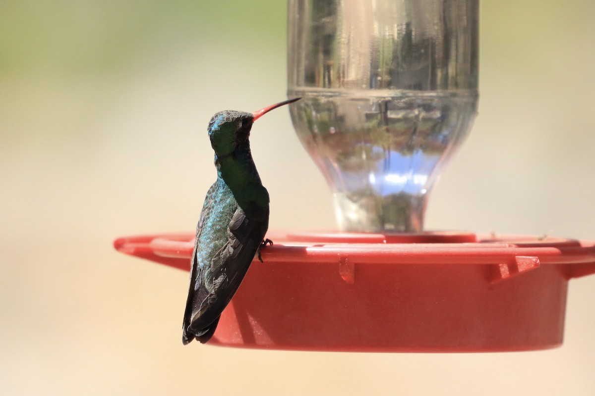 Broad-billed Hummingbird - ML618442760