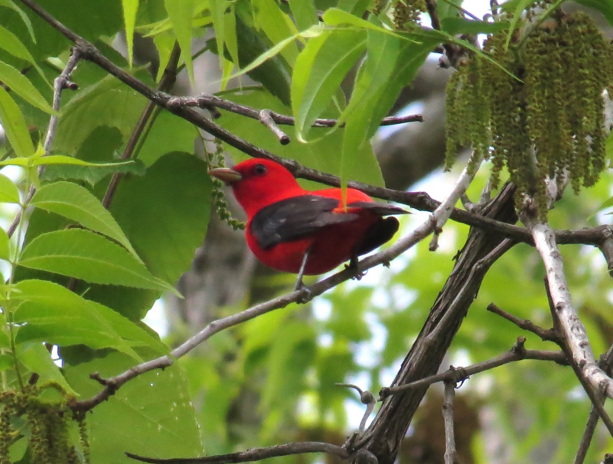 Scarlet Tanager - ML618442788