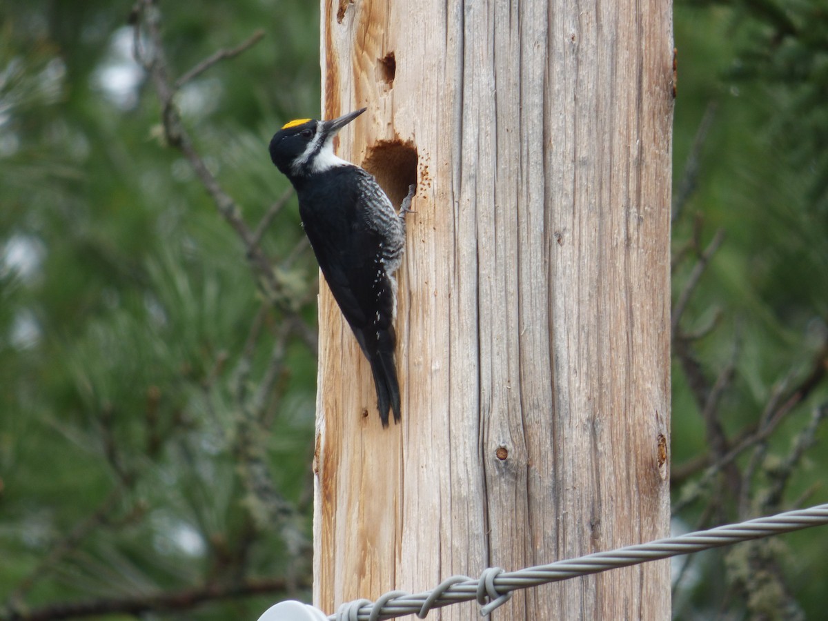 Black-backed Woodpecker - ML618442790