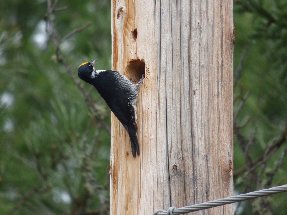 Black-backed Woodpecker - ML618442791