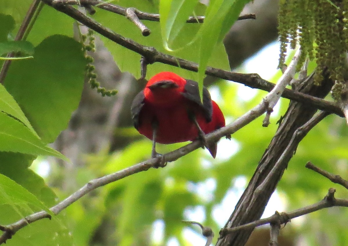 Scarlet Tanager - ML618442792