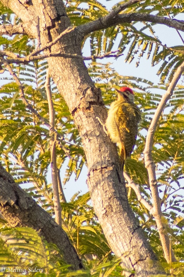 Fine-spotted Woodpecker - ML618442799
