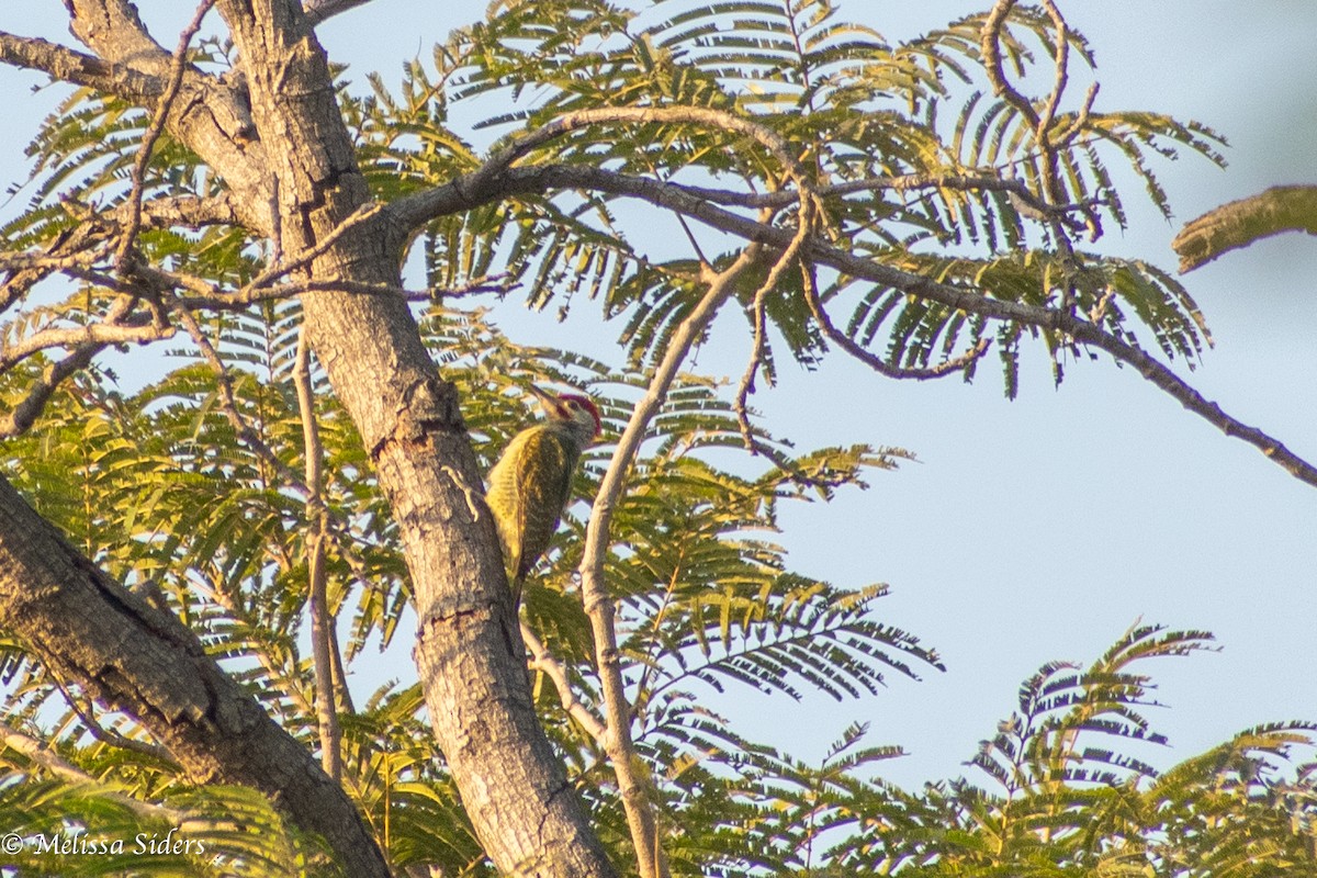Fine-spotted Woodpecker - ML618442800