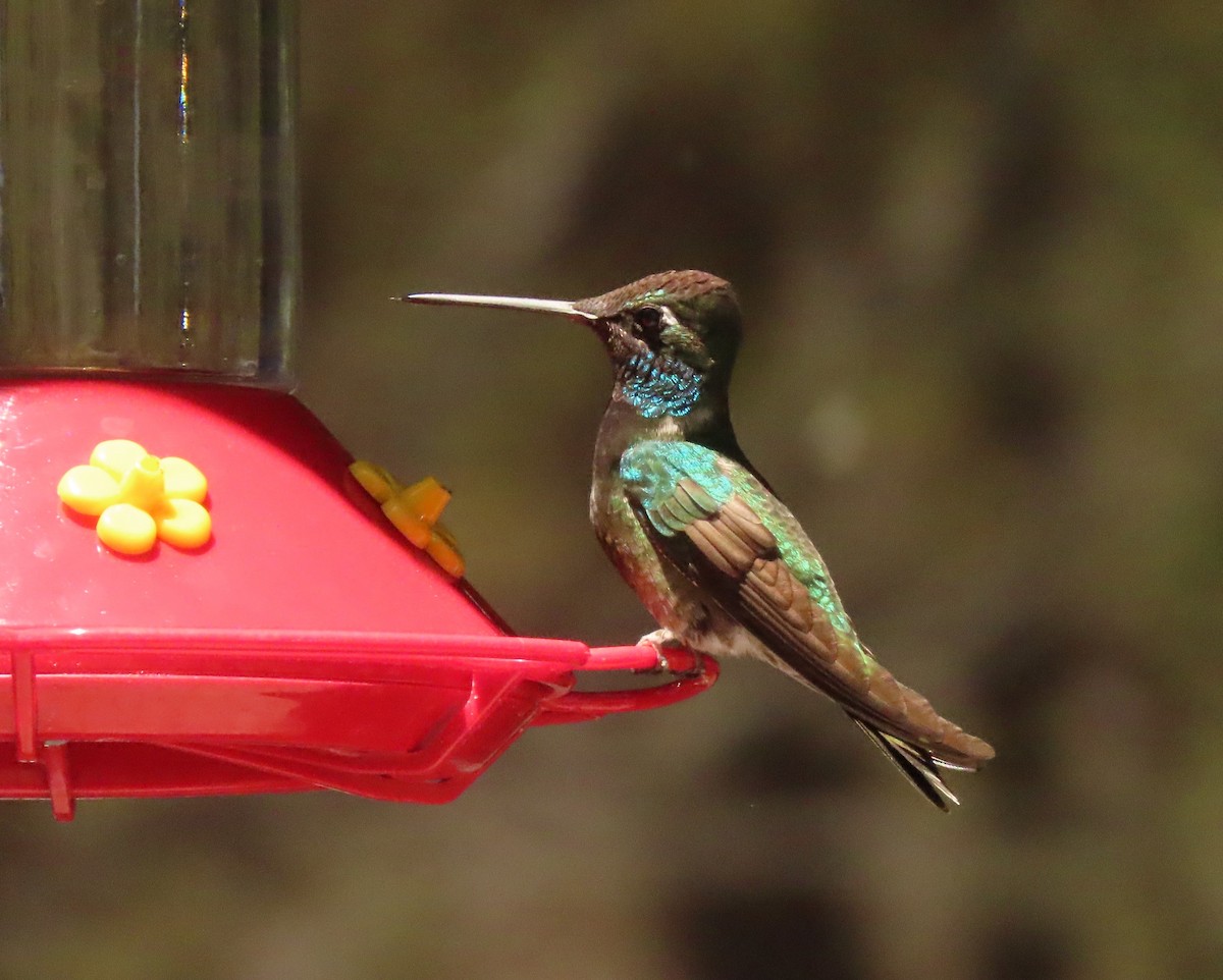 Rivoli's Hummingbird - ML618442803