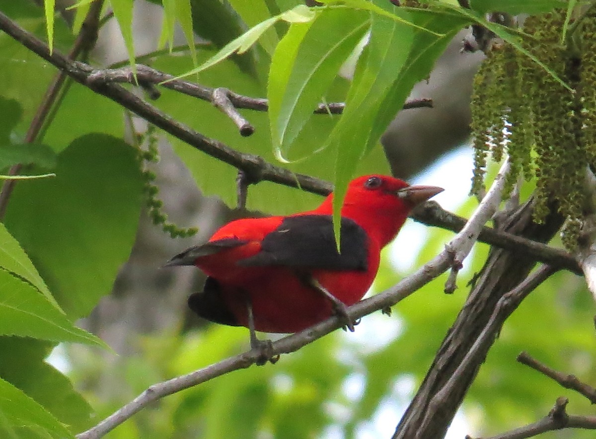 Scarlet Tanager - ML618442804