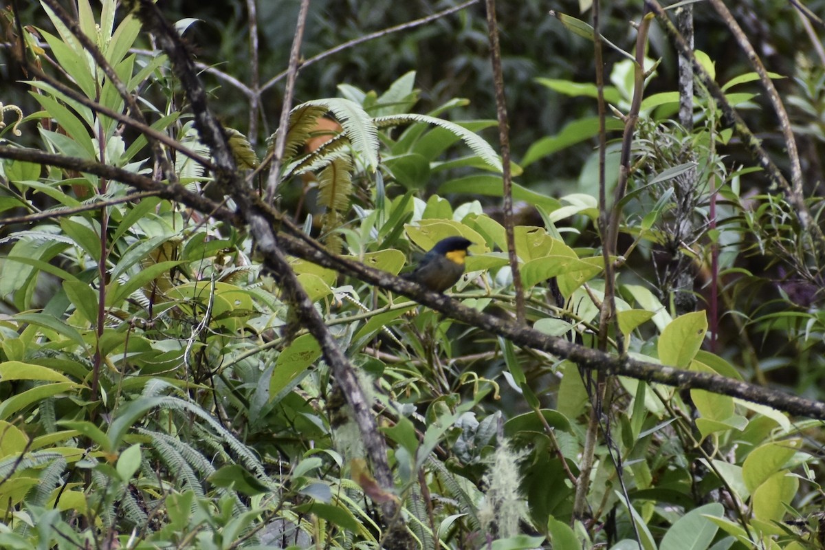 Yellow-throated Tanager - ML618442806