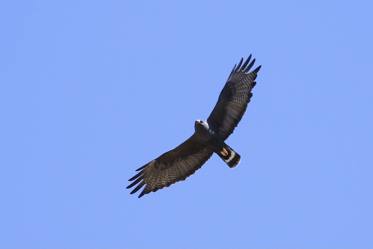 Zone-tailed Hawk - ML618442807