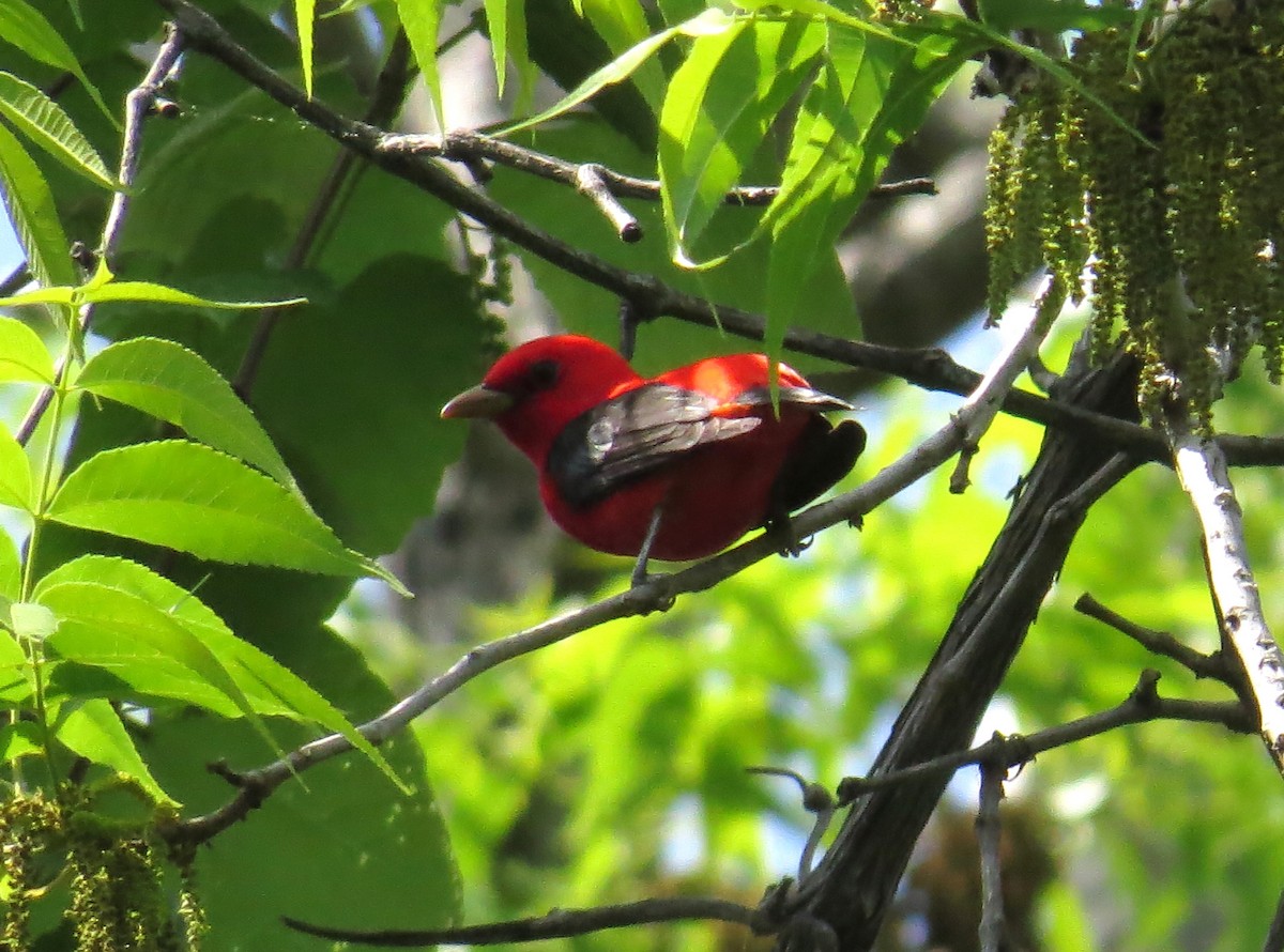 Scarlet Tanager - ML618442811