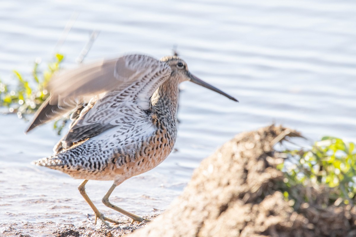 Long-billed Dowitcher - ML618442812