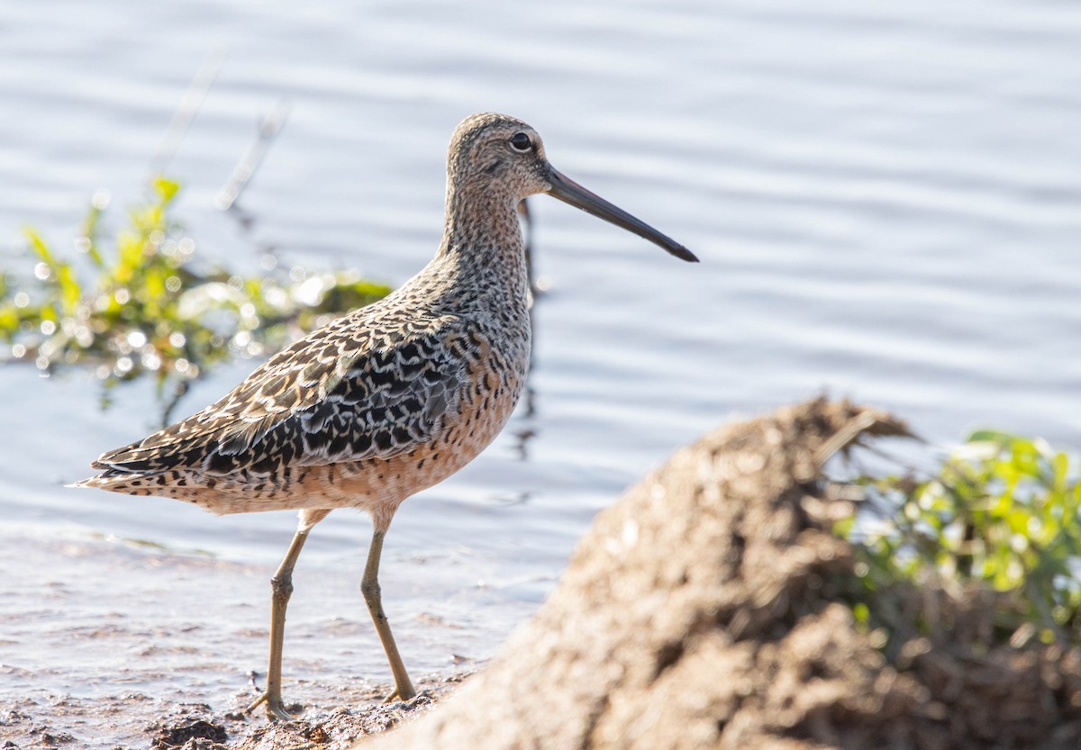 Long-billed Dowitcher - ML618442813