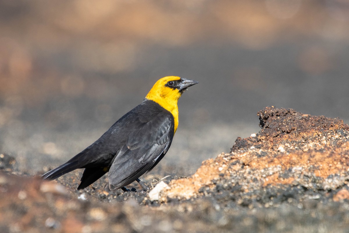 Yellow-headed Blackbird - ML618442859