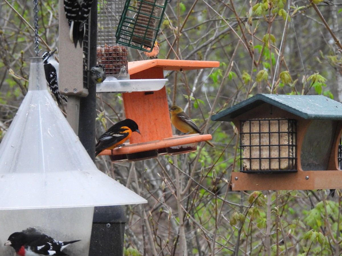 Orchard Oriole - ML618442867