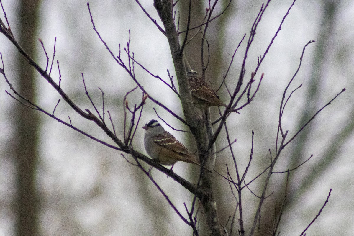 White-crowned Sparrow - ML618442892