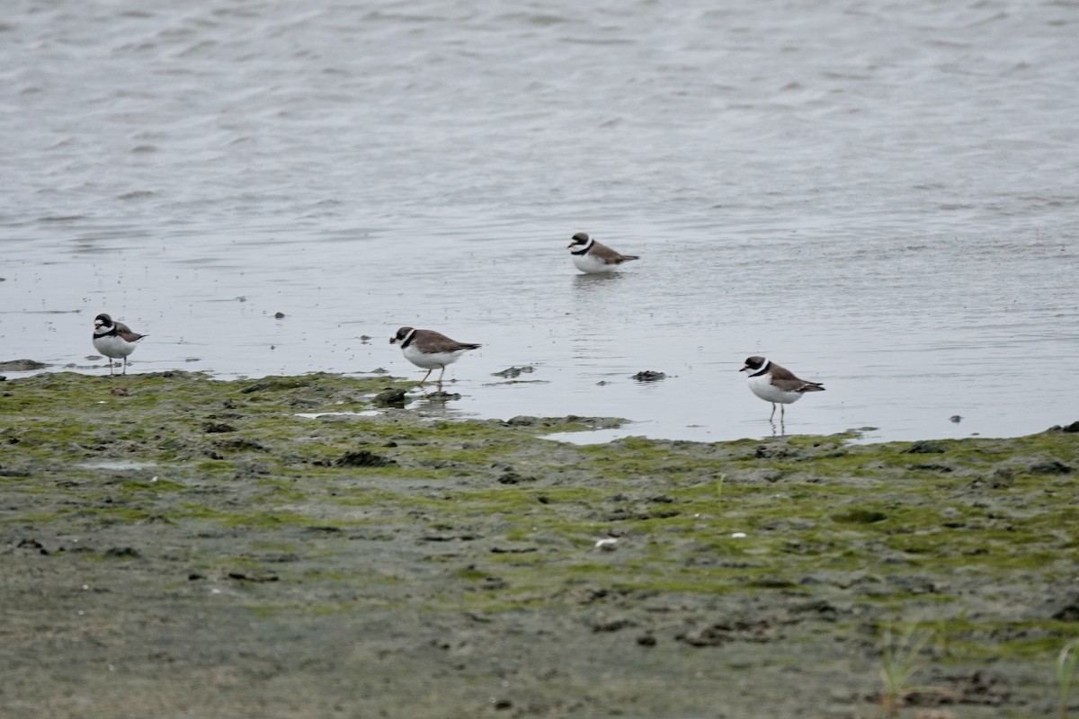 Semipalmated Plover - ML618442899
