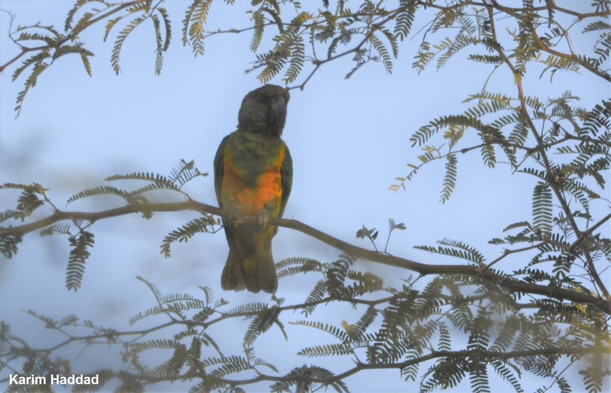 Сенегальский попугай - ML618442914