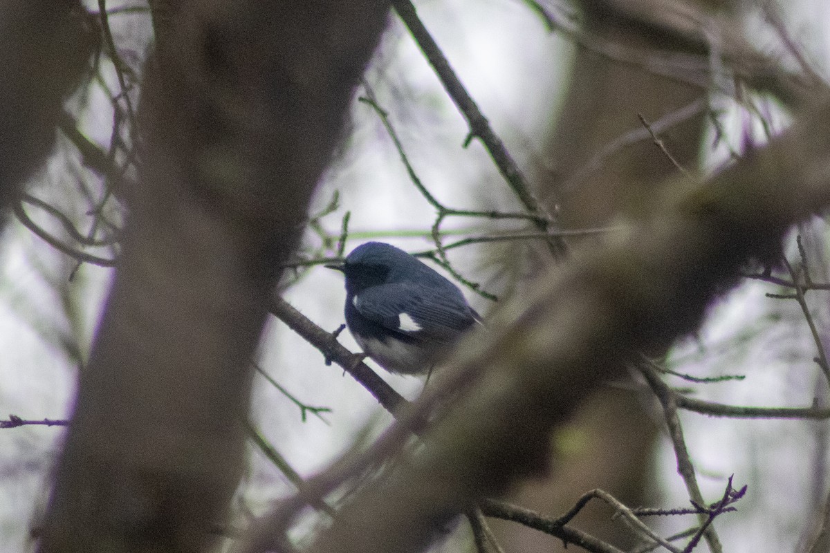 Black-throated Blue Warbler - ML618442924