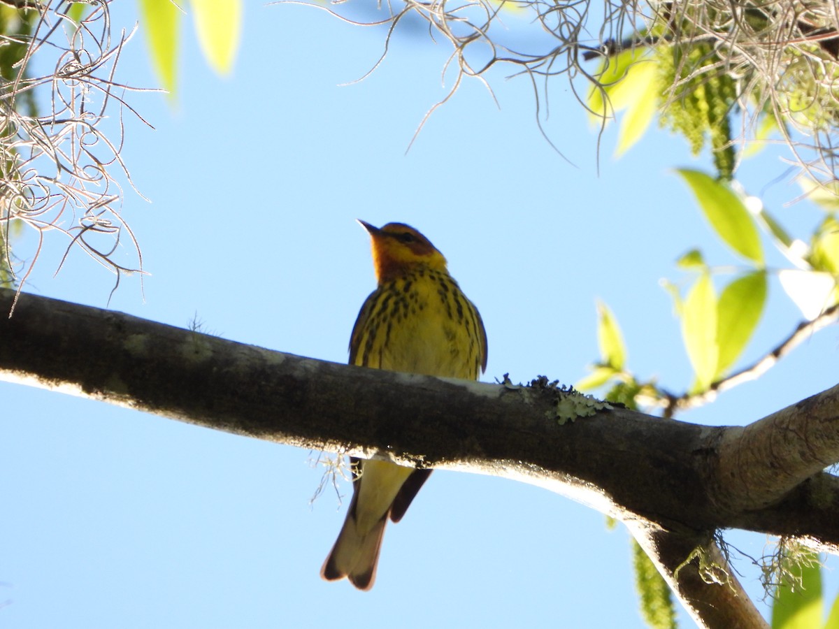 Cape May Warbler - ML618442925