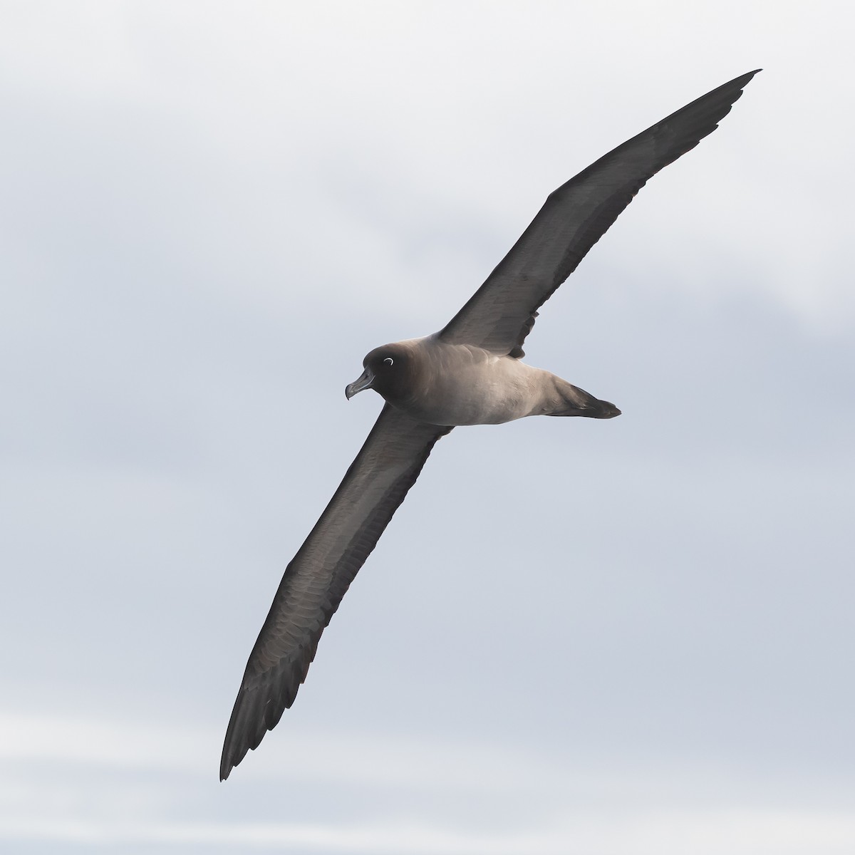 albatros světlehřbetý - ML618442949