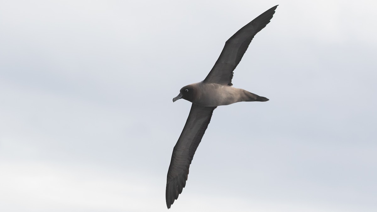 albatros světlehřbetý - ML618442950