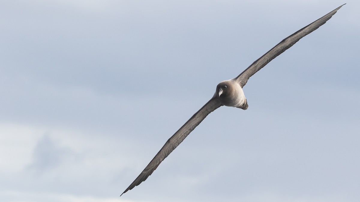 Albatros fuligineux - ML618442952