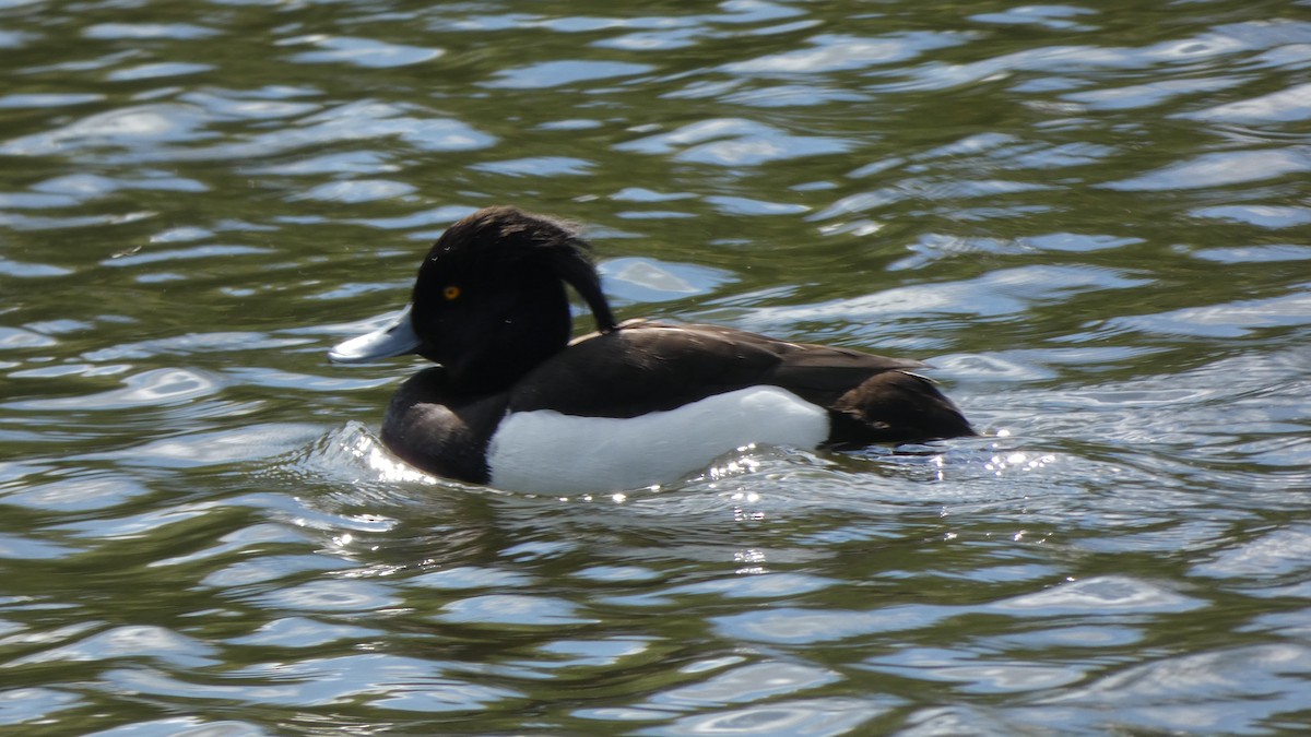 Tufted Duck - ML618442958
