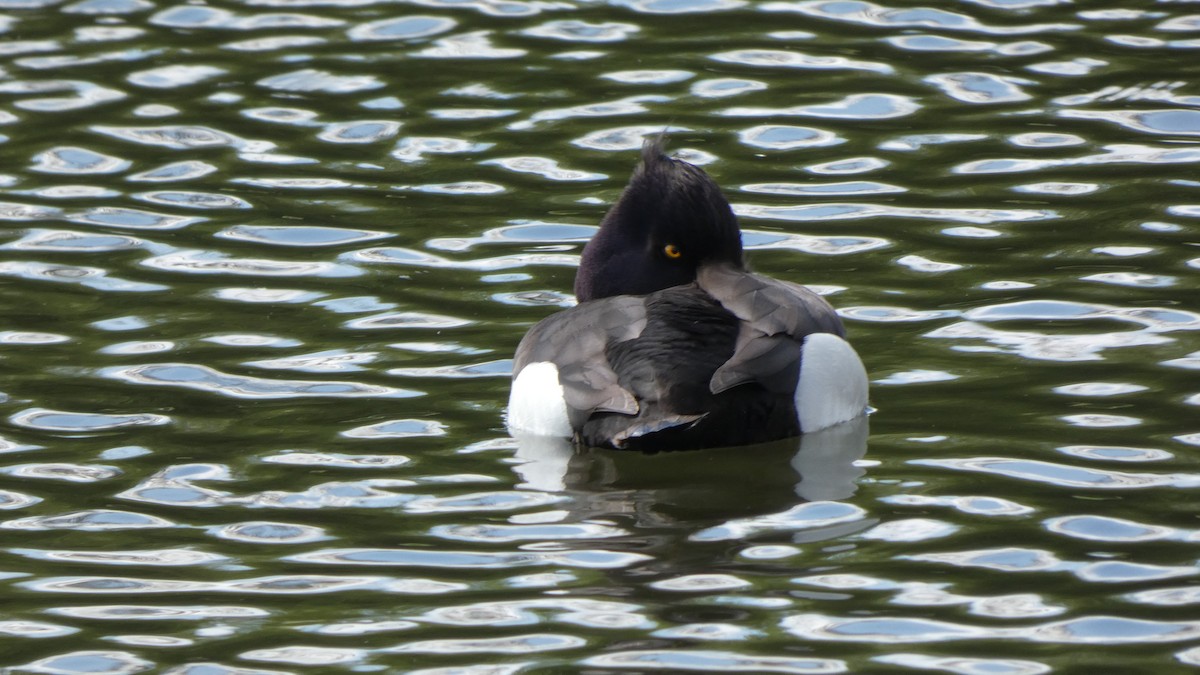 Tufted Duck - ML618442959