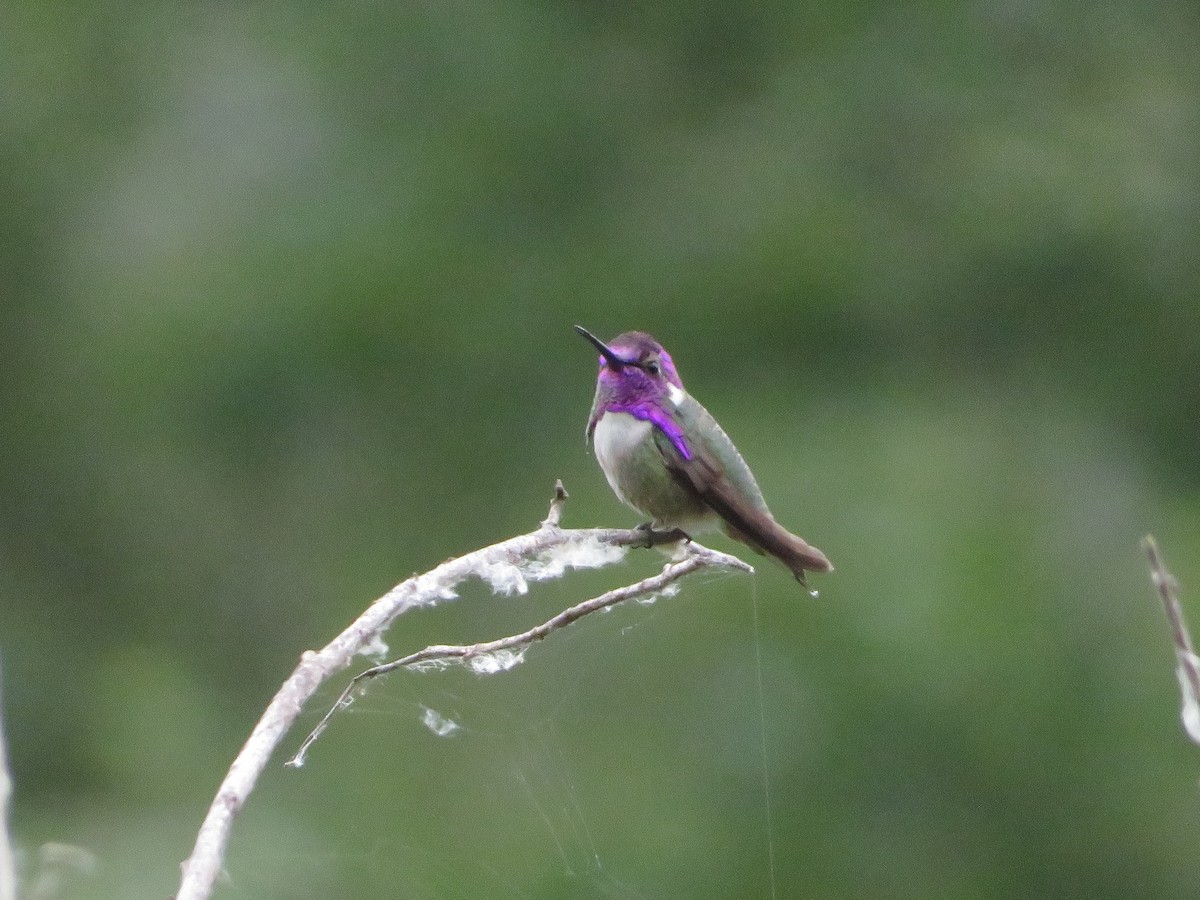 eBird Checklist - 4 May 2024 - Matilija Riparian and Lake - 54 species