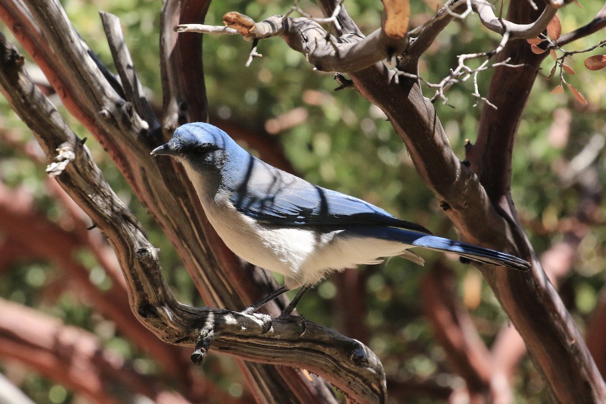 Mexican Jay - ML618442976