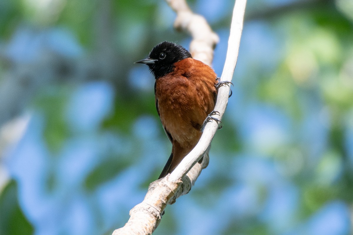 Orchard Oriole - ML618442979
