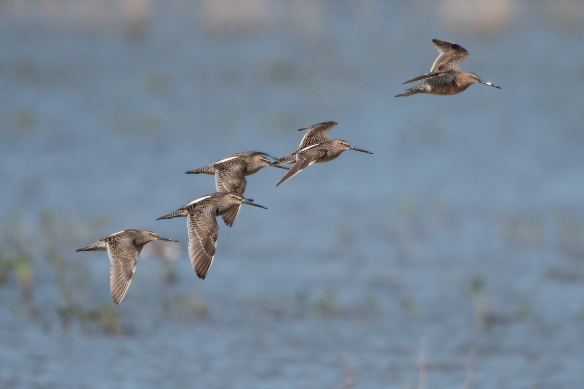 Long-billed Dowitcher - ML618443018
