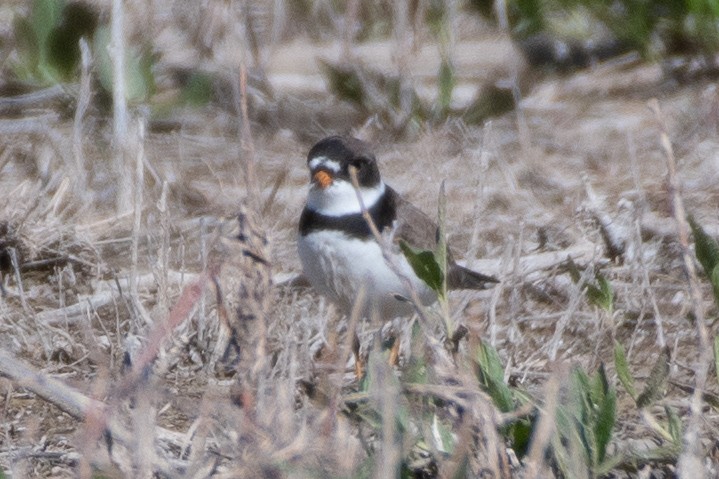 Semipalmated Plover - ML618443024
