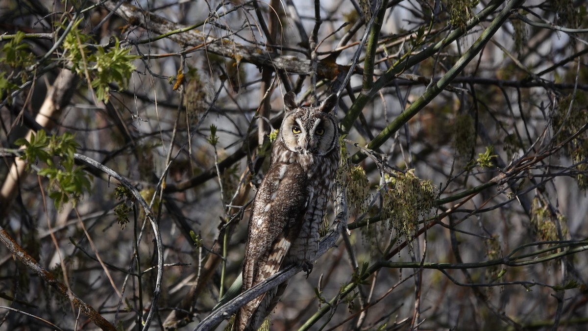 Long-eared Owl - Bruce Hallman