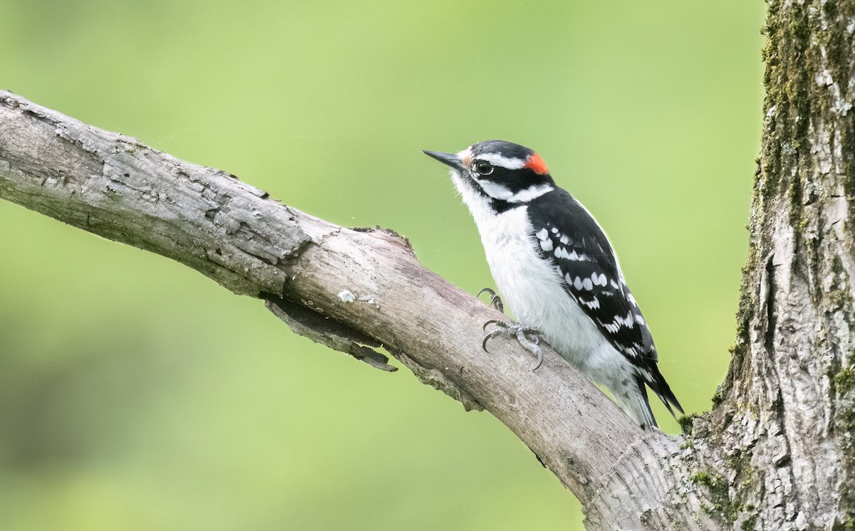Downy Woodpecker - ML618443086
