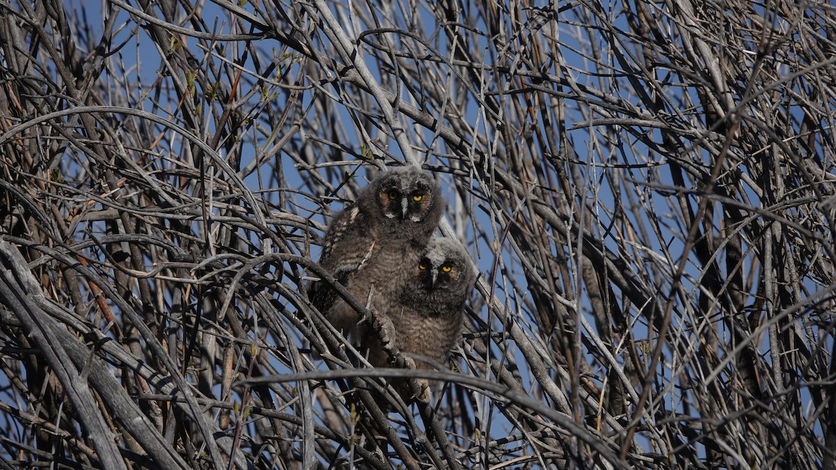Long-eared Owl - ML618443096