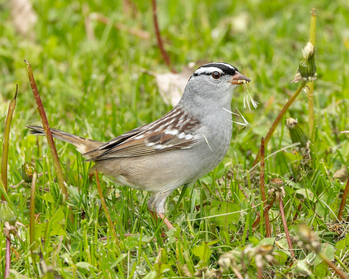 White-crowned Sparrow - Kyle Blaney