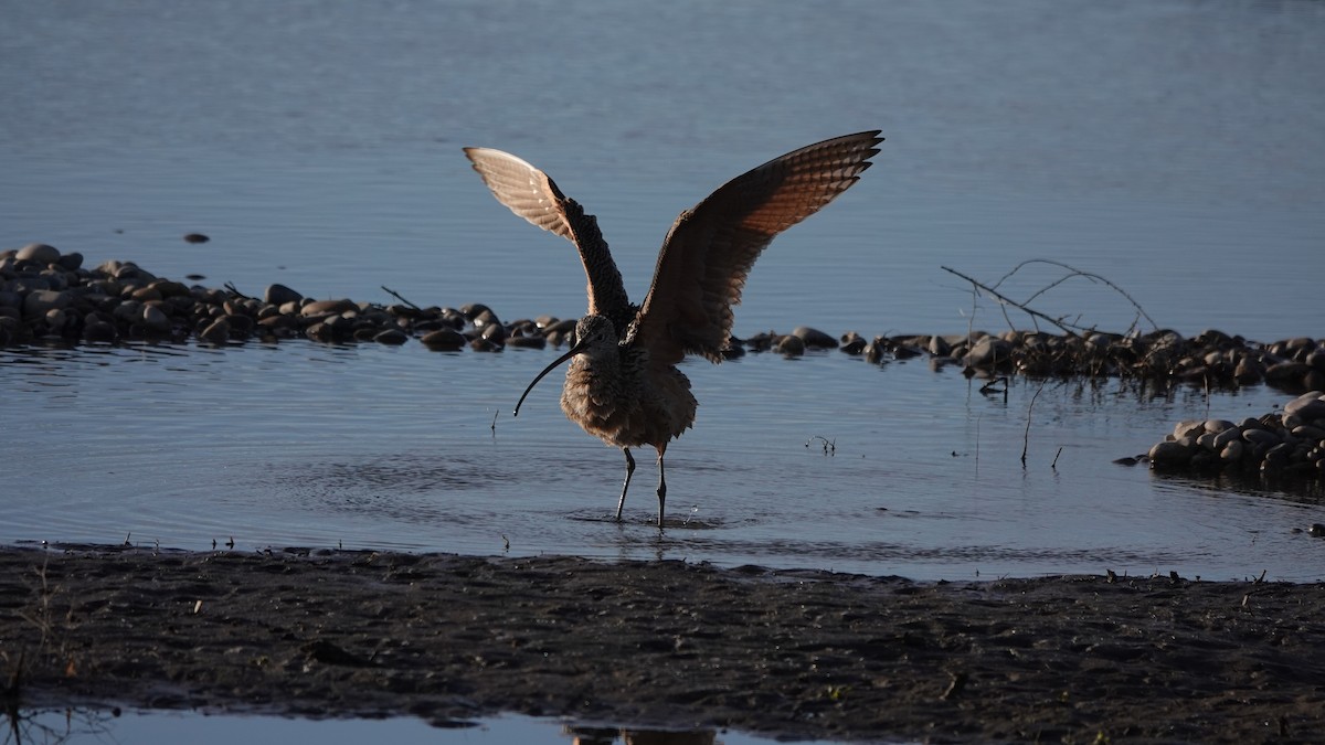 Long-billed Curlew - ML618443113
