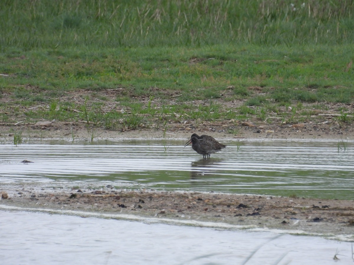 Spotted Redshank - ML618443136