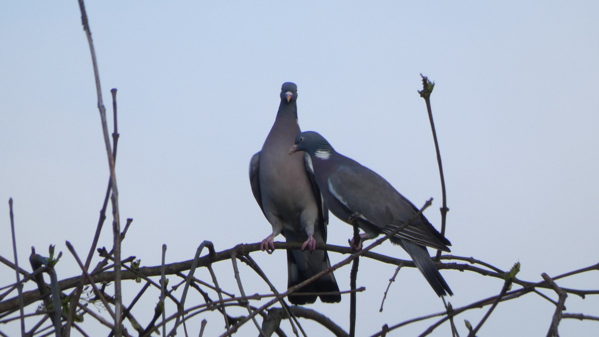 Common Wood-Pigeon - ML618443152