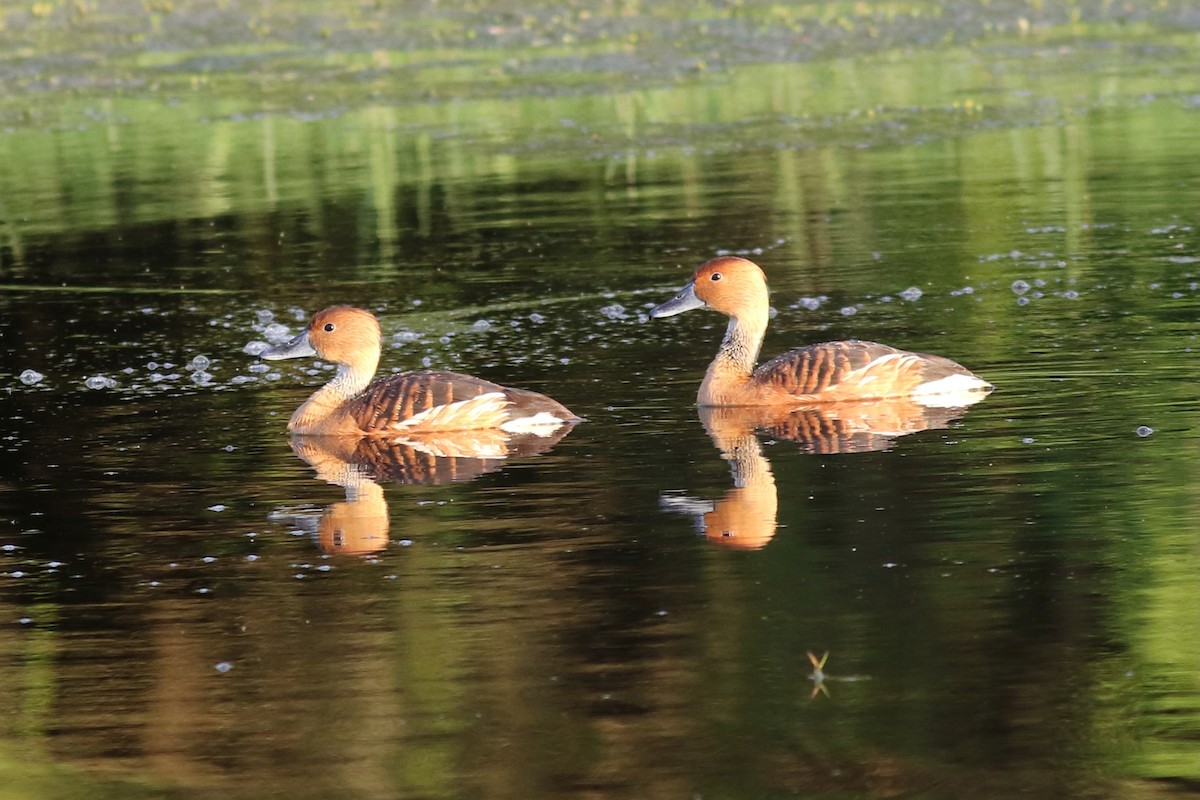 Fulvous Whistling-Duck - ML618443288