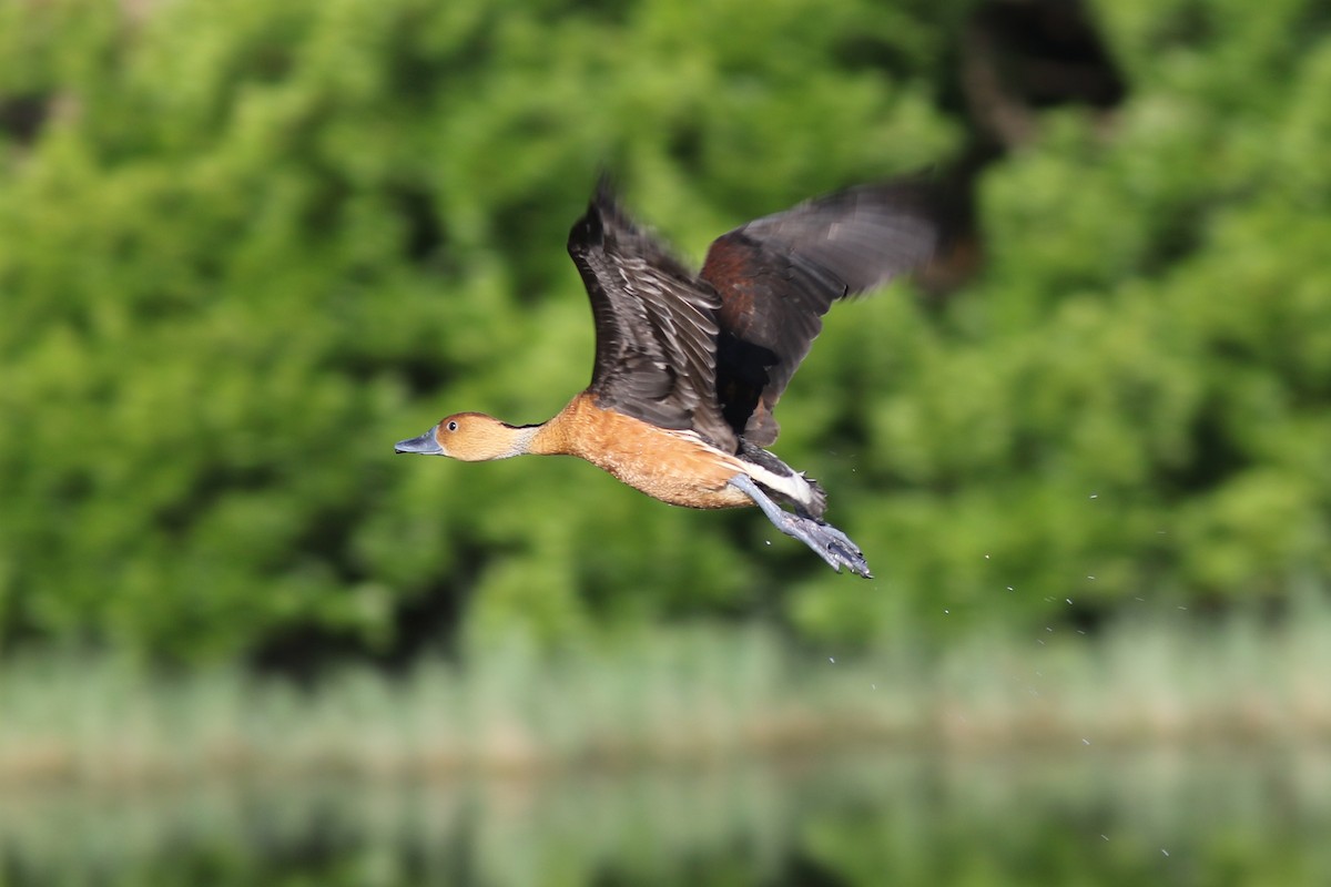Fulvous Whistling-Duck - ML618443289