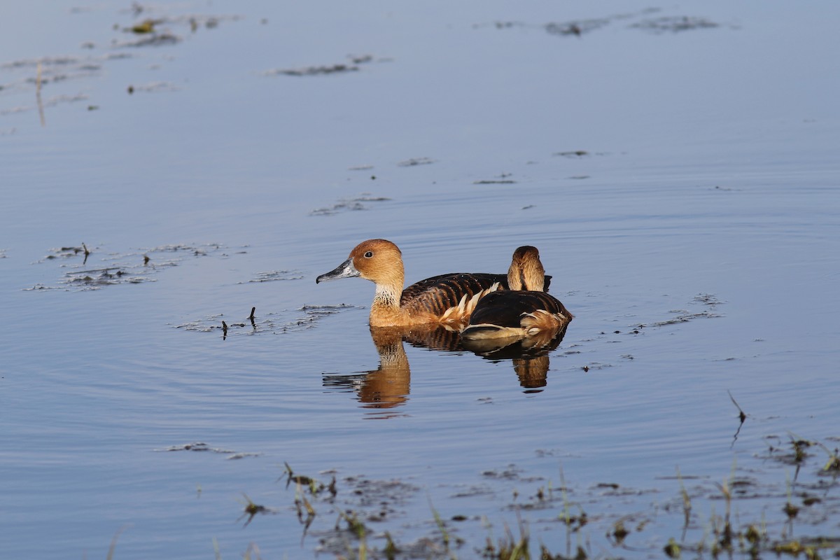 Fulvous Whistling-Duck - ML618443291
