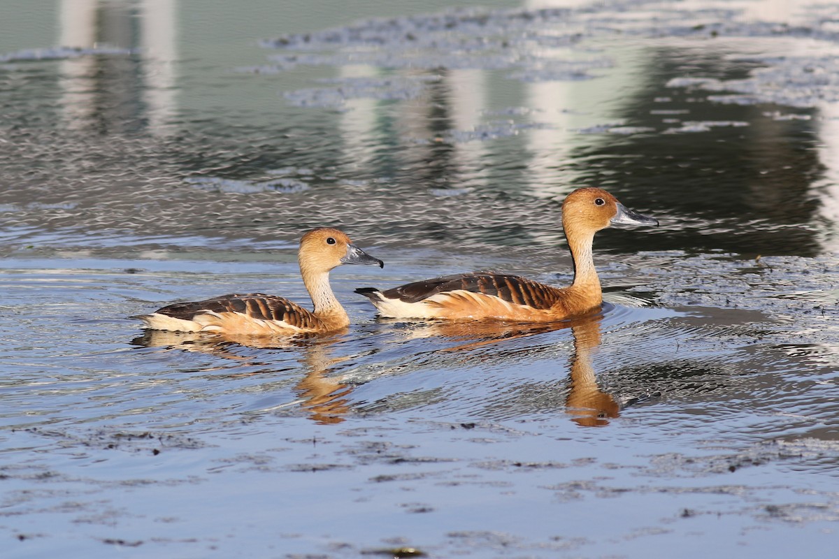 Fulvous Whistling-Duck - ML618443292