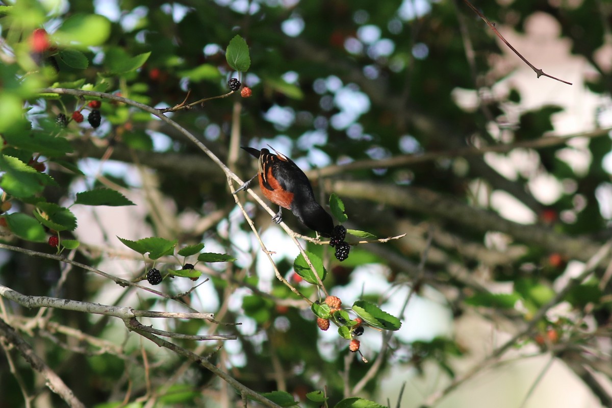 Orchard Oriole - ML618443308