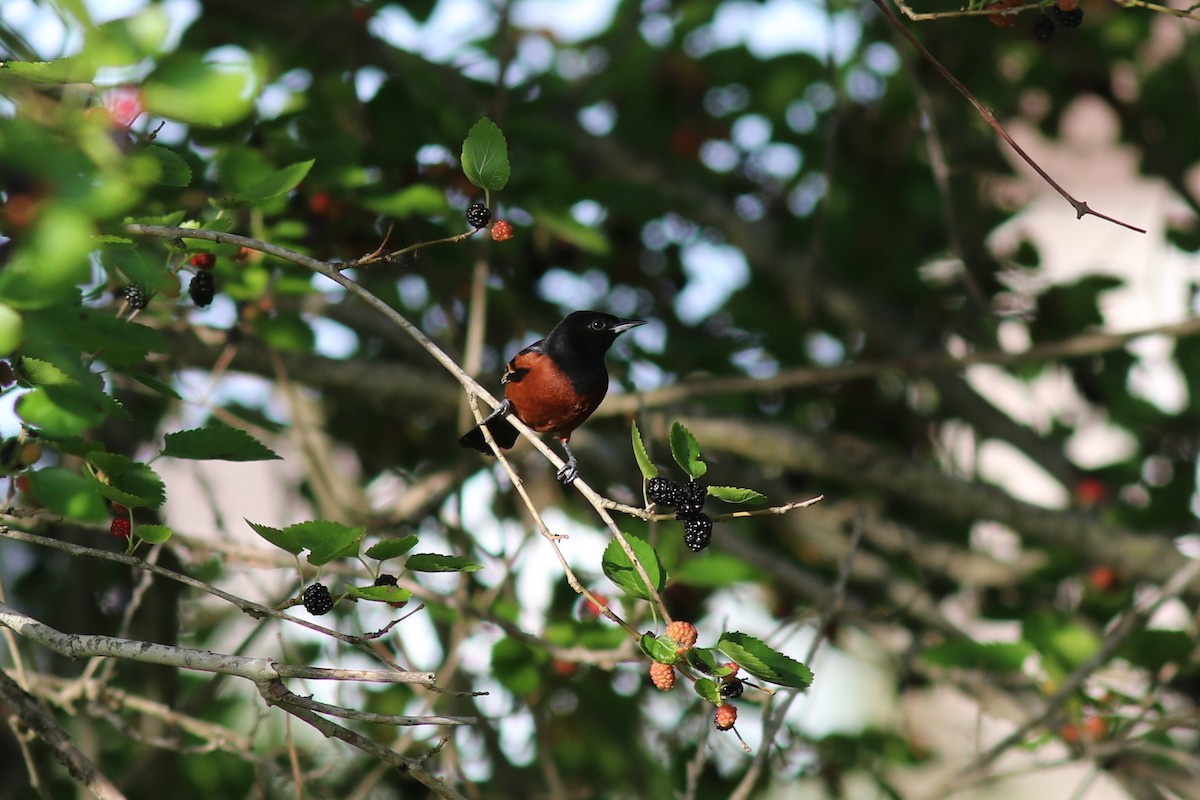 Orchard Oriole - ML618443309
