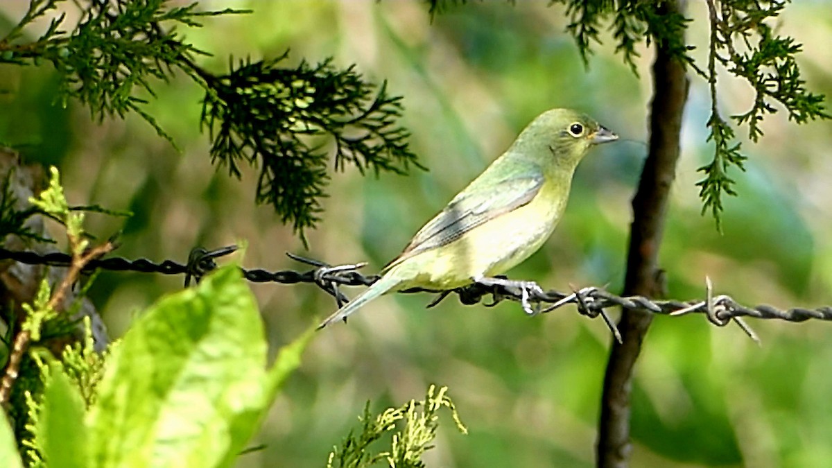 Painted Bunting - ML618443373