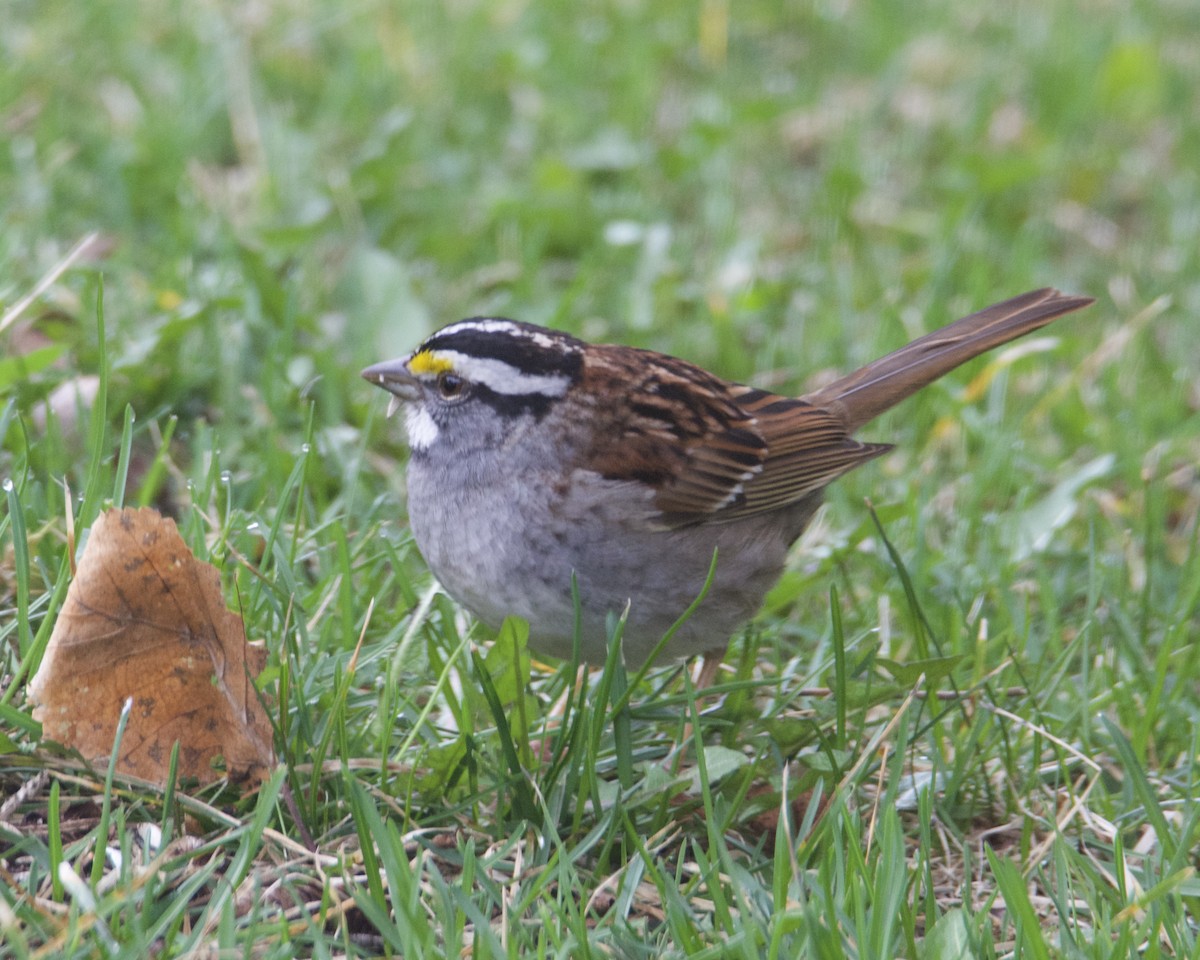 White-throated Sparrow - ML618443420