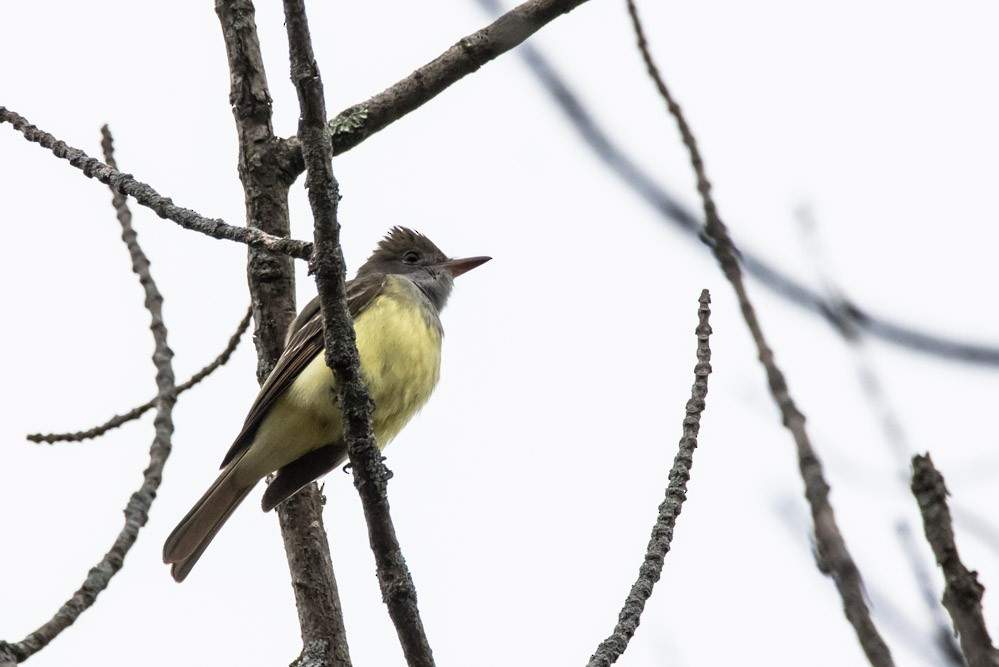 Great Crested Flycatcher - Jean-Guy Papineau