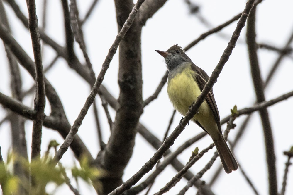 Great Crested Flycatcher - ML618443433