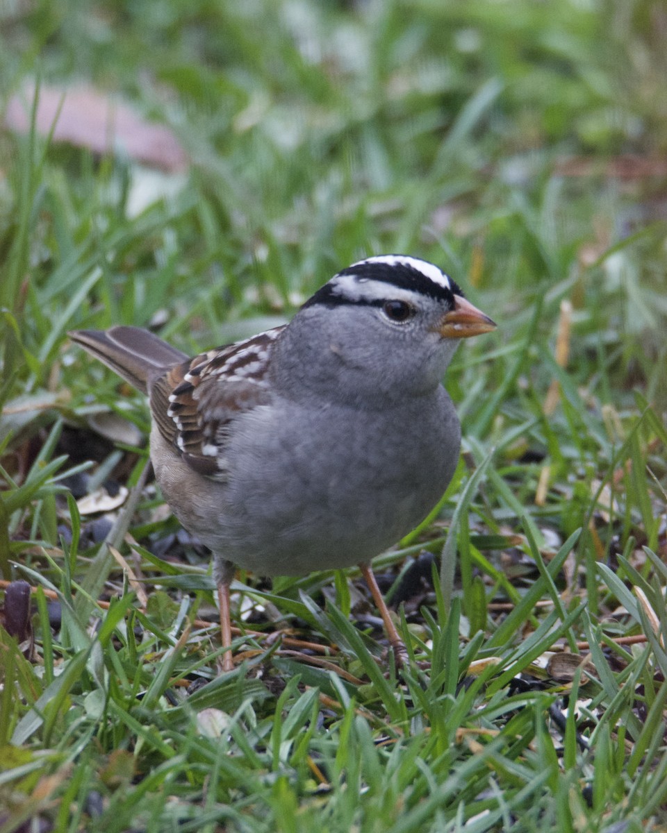 White-crowned Sparrow - ML618443442