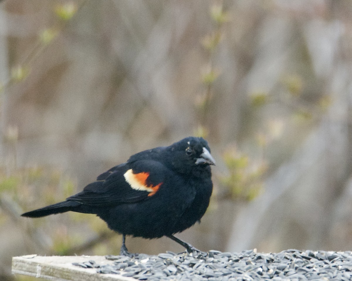 Red-winged Blackbird - ML618443463